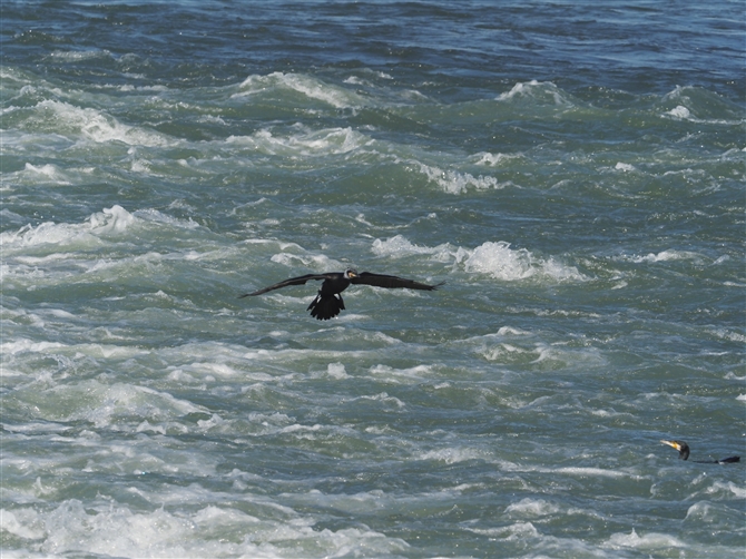 JE,Great Cormorant