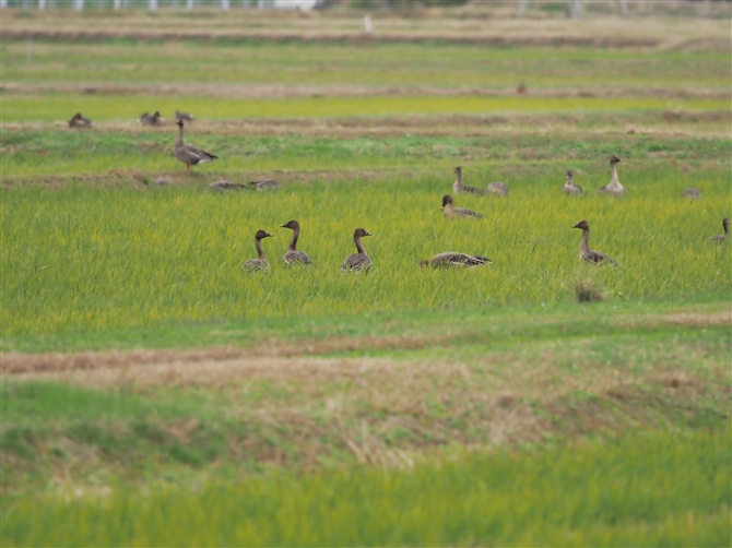 IIqVNC,Taiga Bean Goose