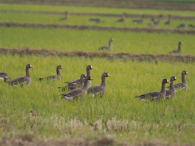 }K,Greater White-fronted Goose