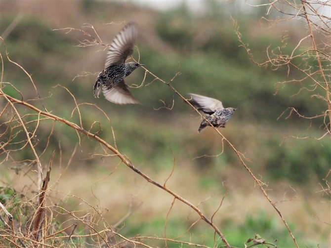 zVNh,Common Starling