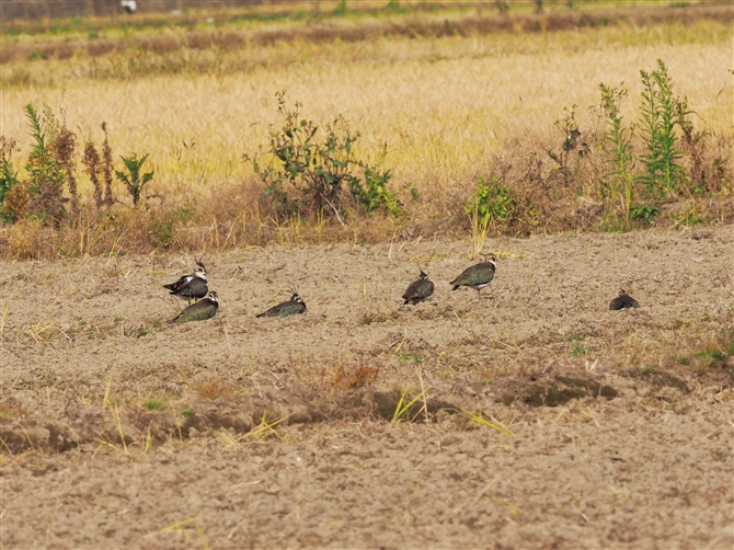 ^Q,Northern Lapwing