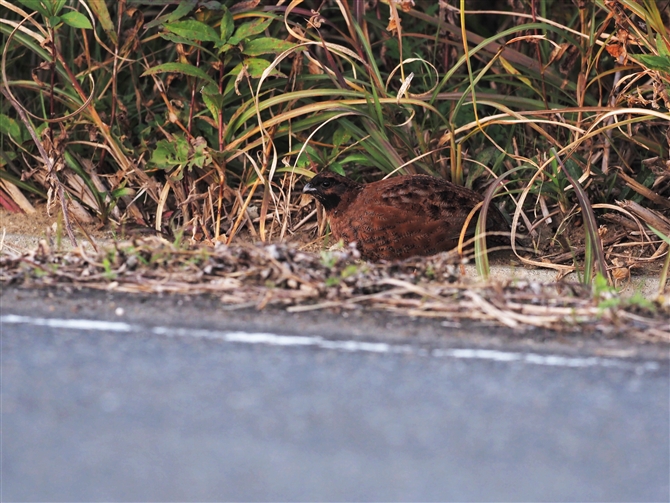 REY,Bobwhite Quail