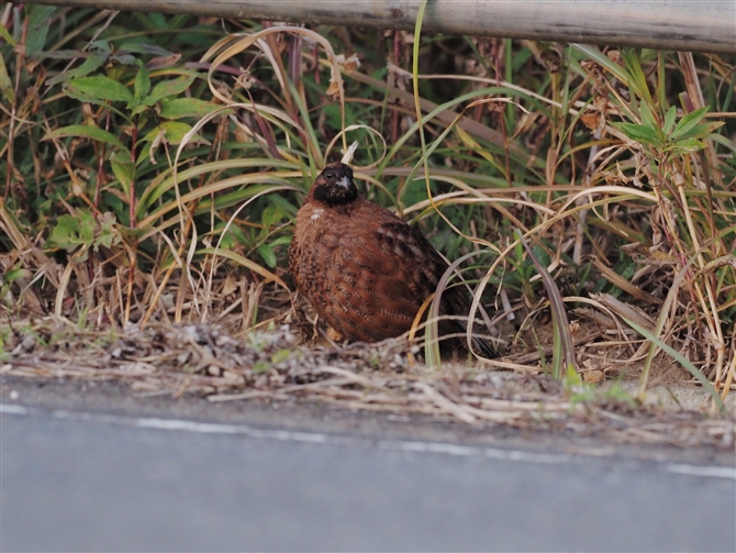 REY,Bobwhite Quail