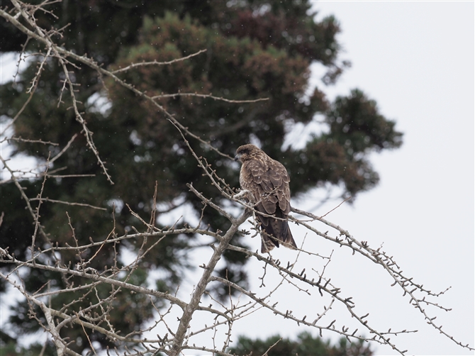 gr,Black Kite