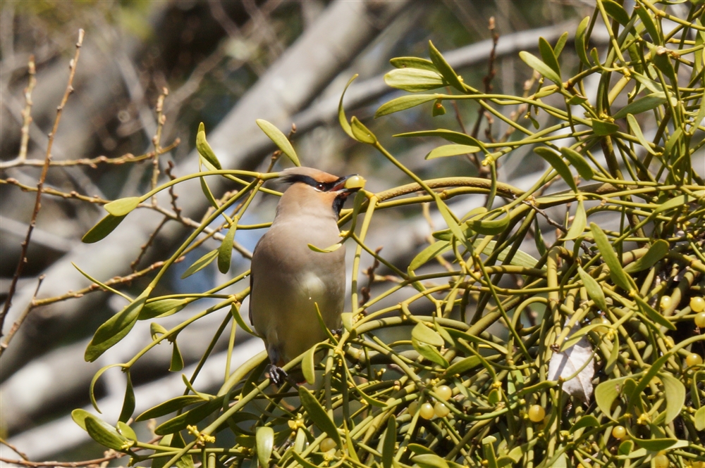 Japnese Waxwing