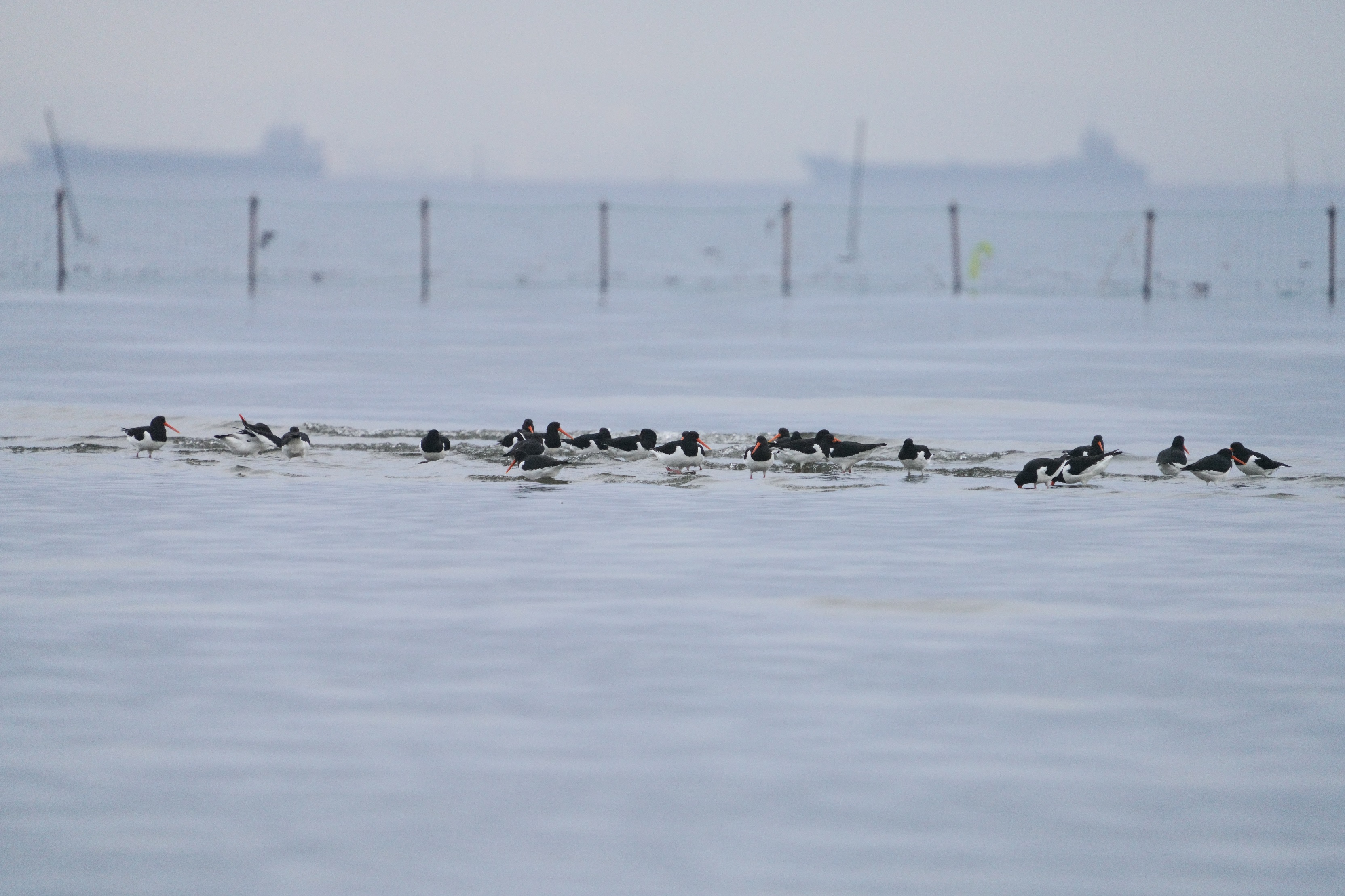 ~Rh,Oystercatcher