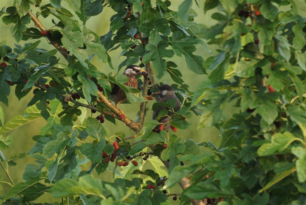 Grey Starling