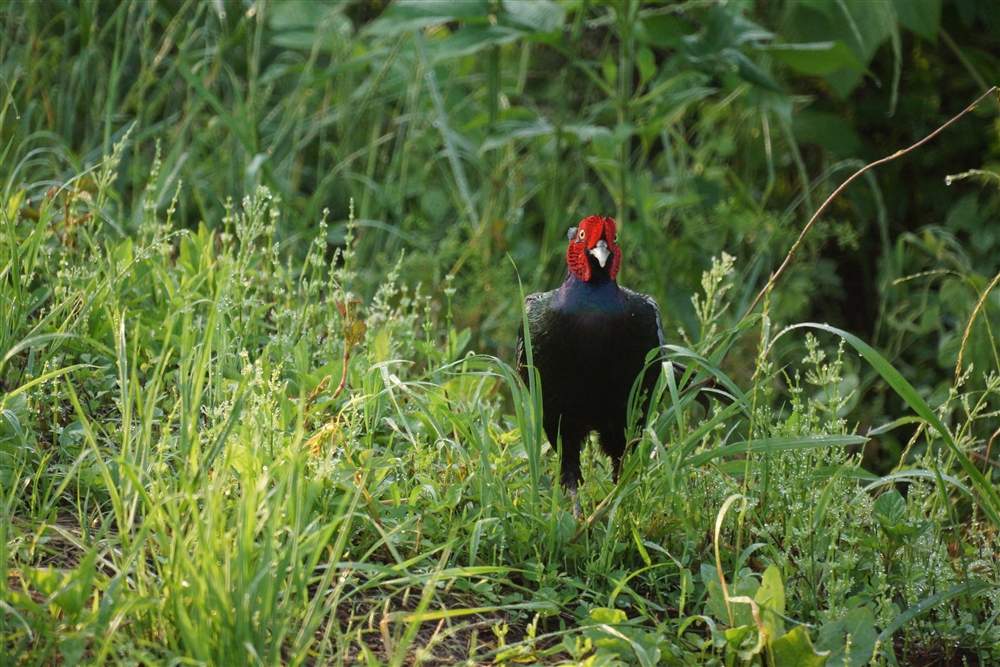 Common Pheasant