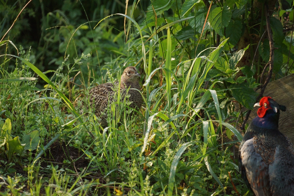 Common Pheasant