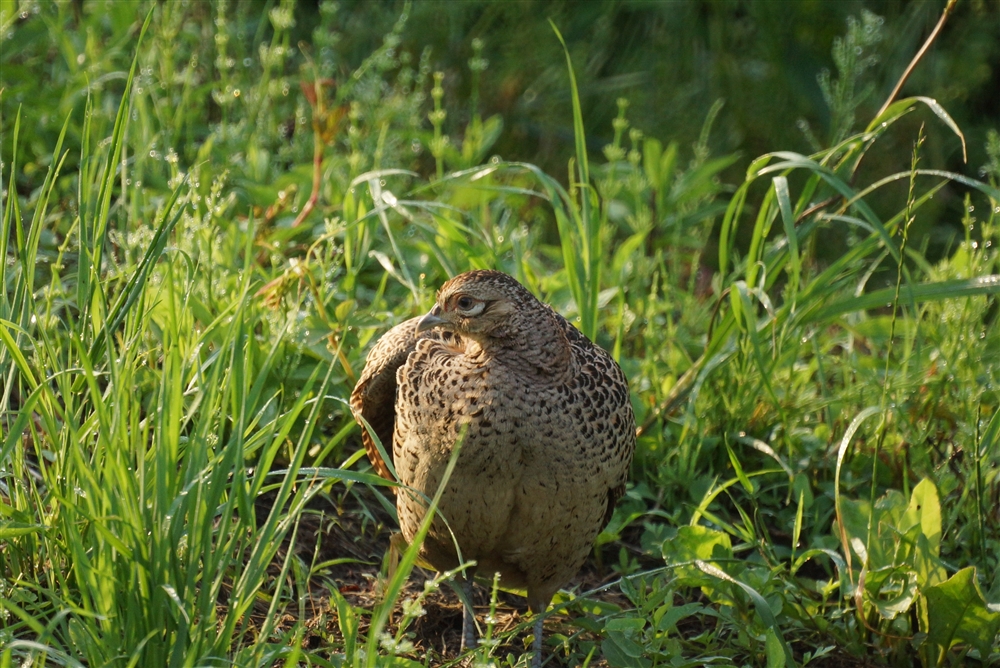 Common Pheasant