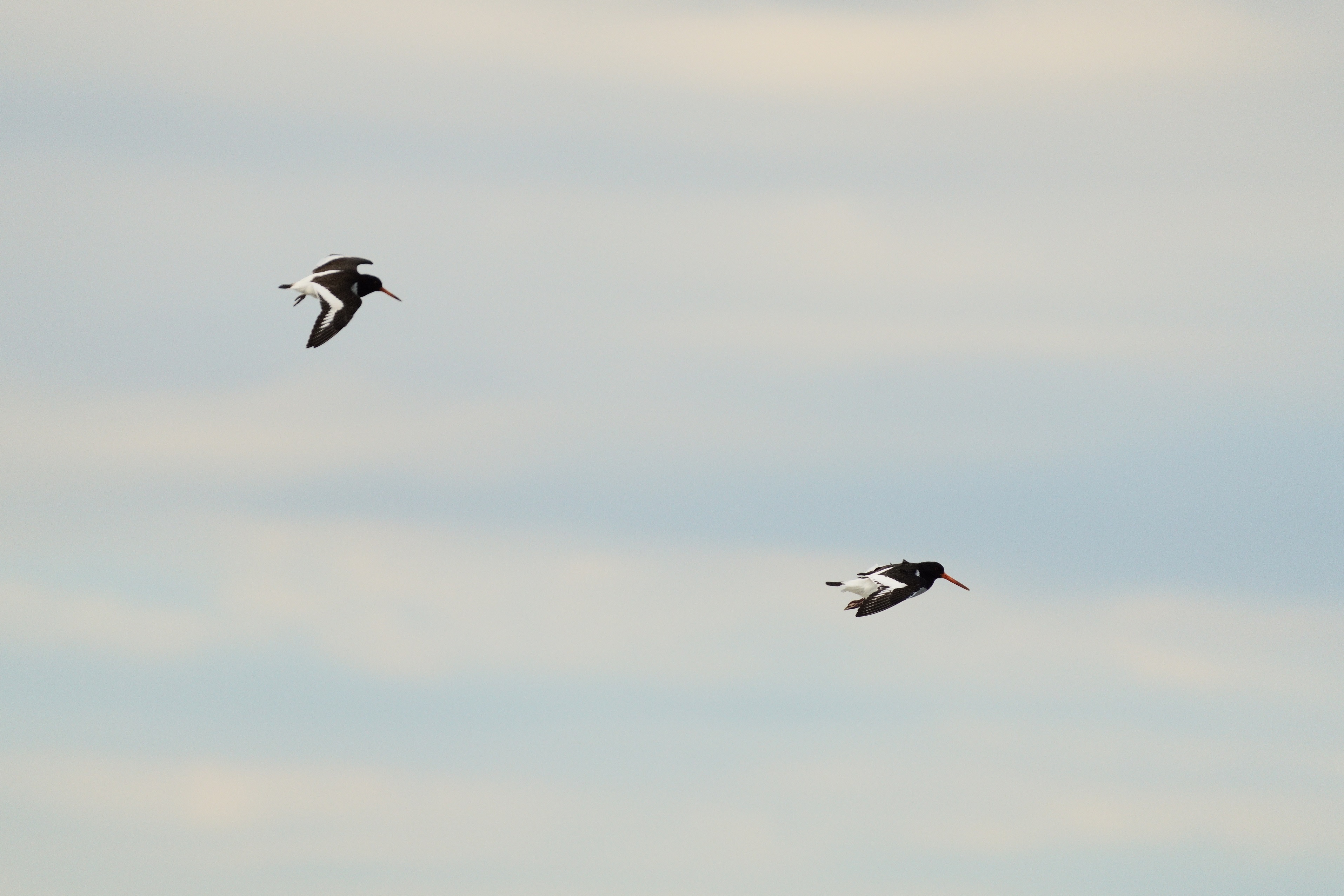 ~Rh,Eurasian Oystercatcher