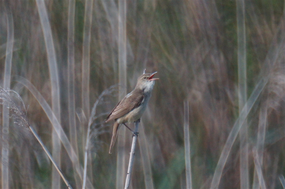 Oriental Great Reed Warbler