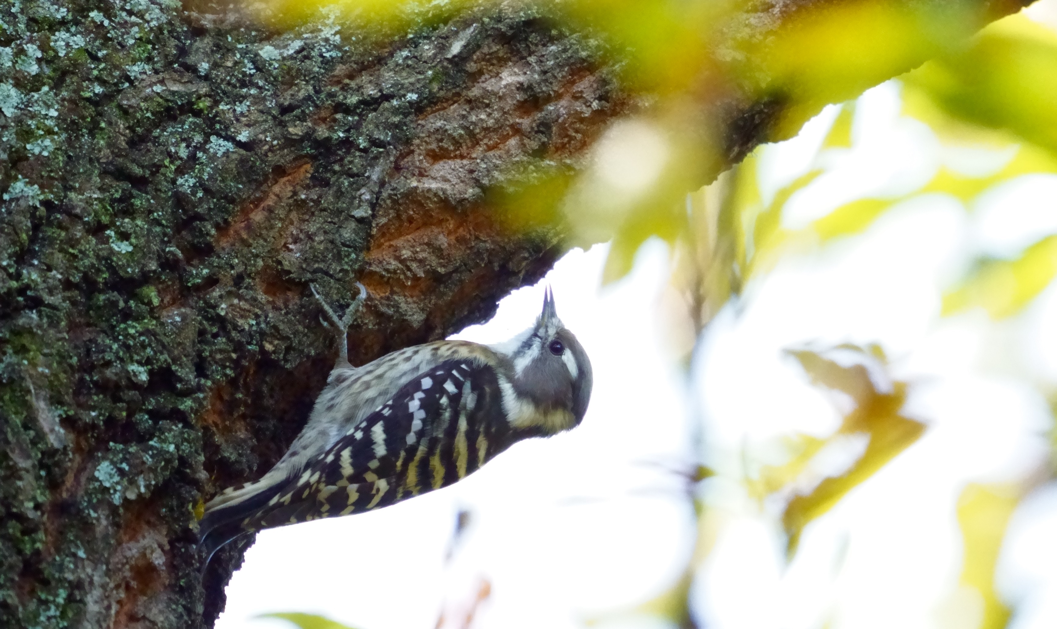 RQ,Japanese Pygmy Woodpecker