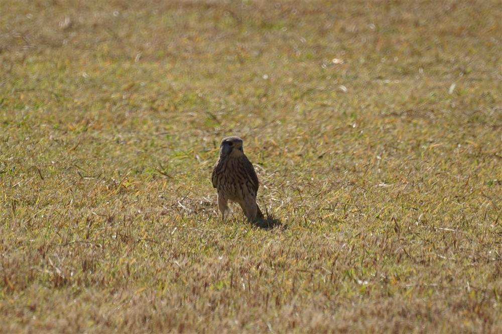 Common Kestrel