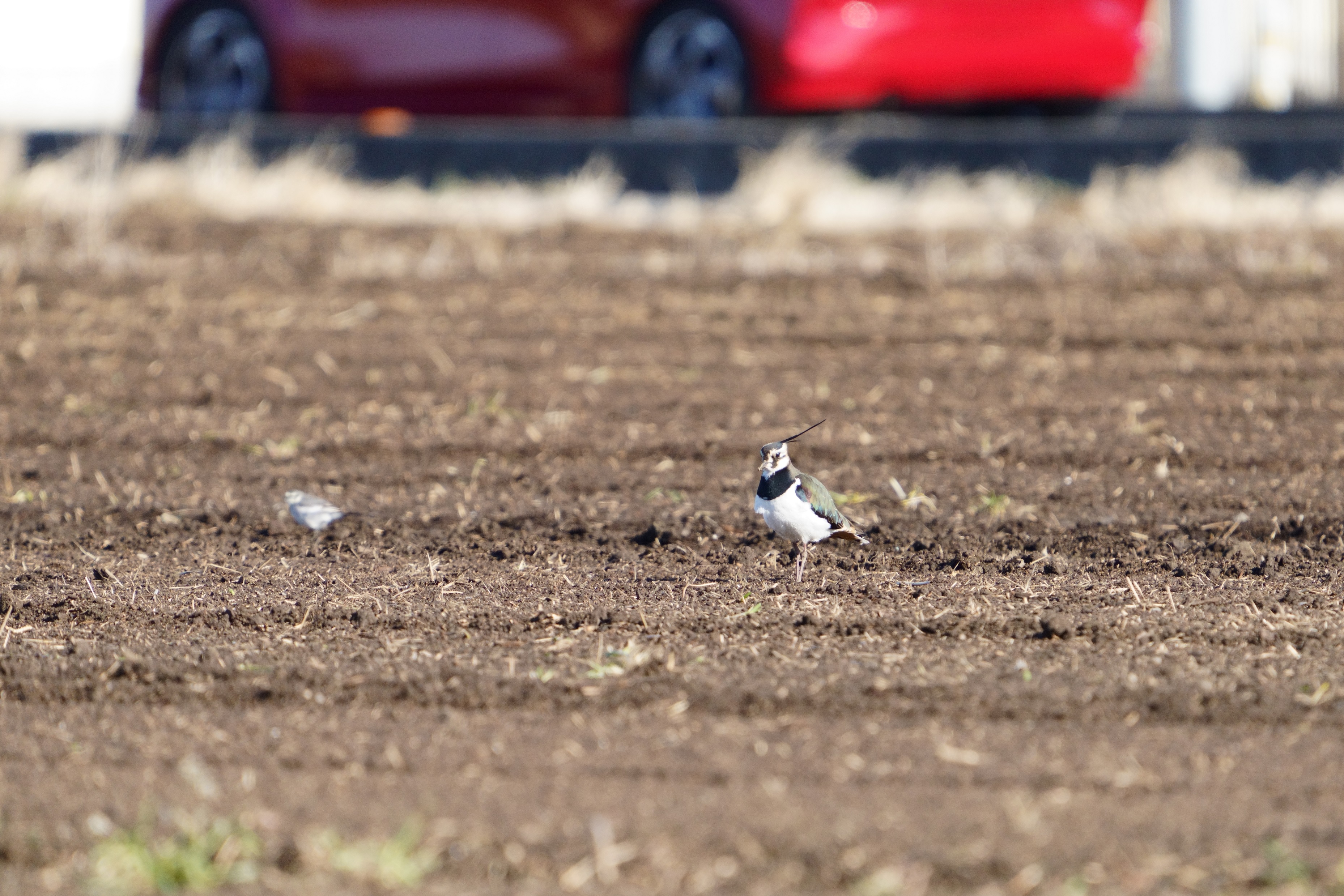 ^Q,Northern Lapwing