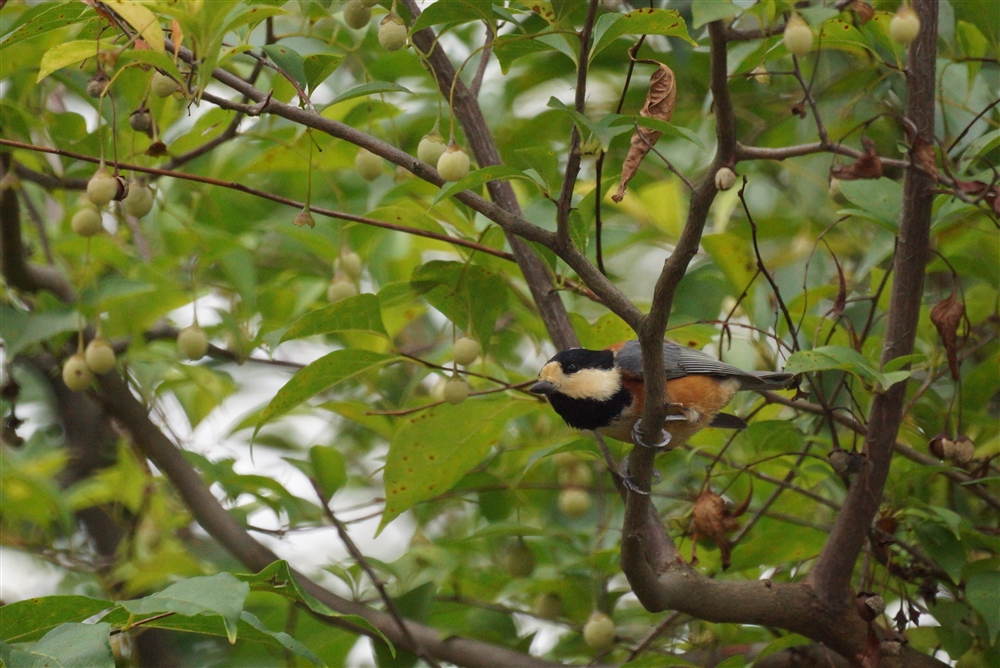 Varied Tit