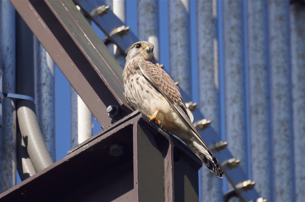 Common Kestrel