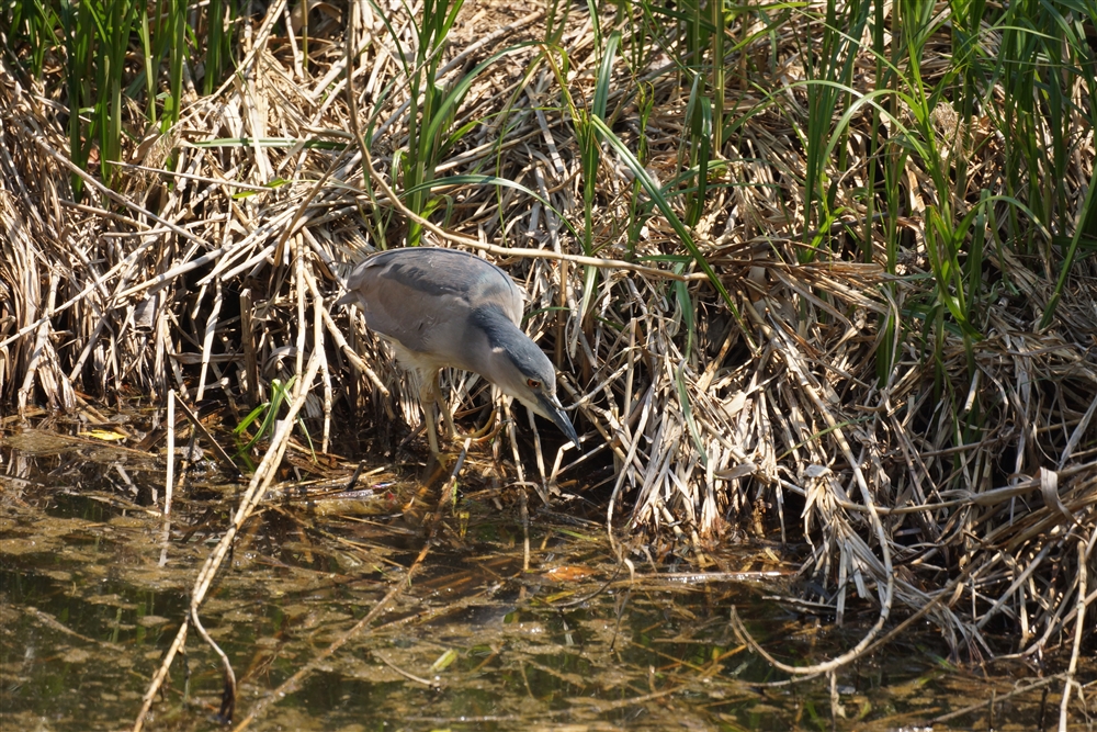 Black-crowned Night-heron