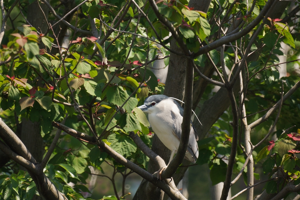 Black-crowned Night-heron