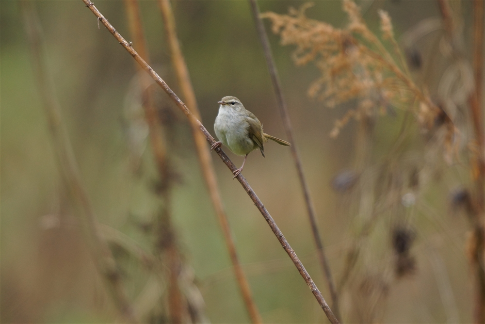 Bush Warbler