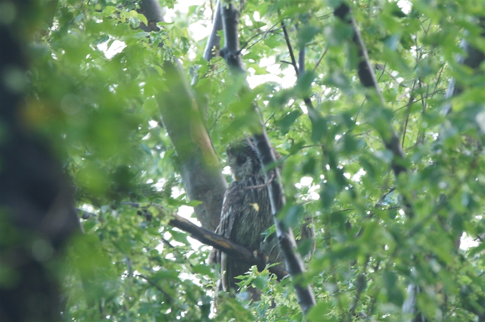 Ural Owl