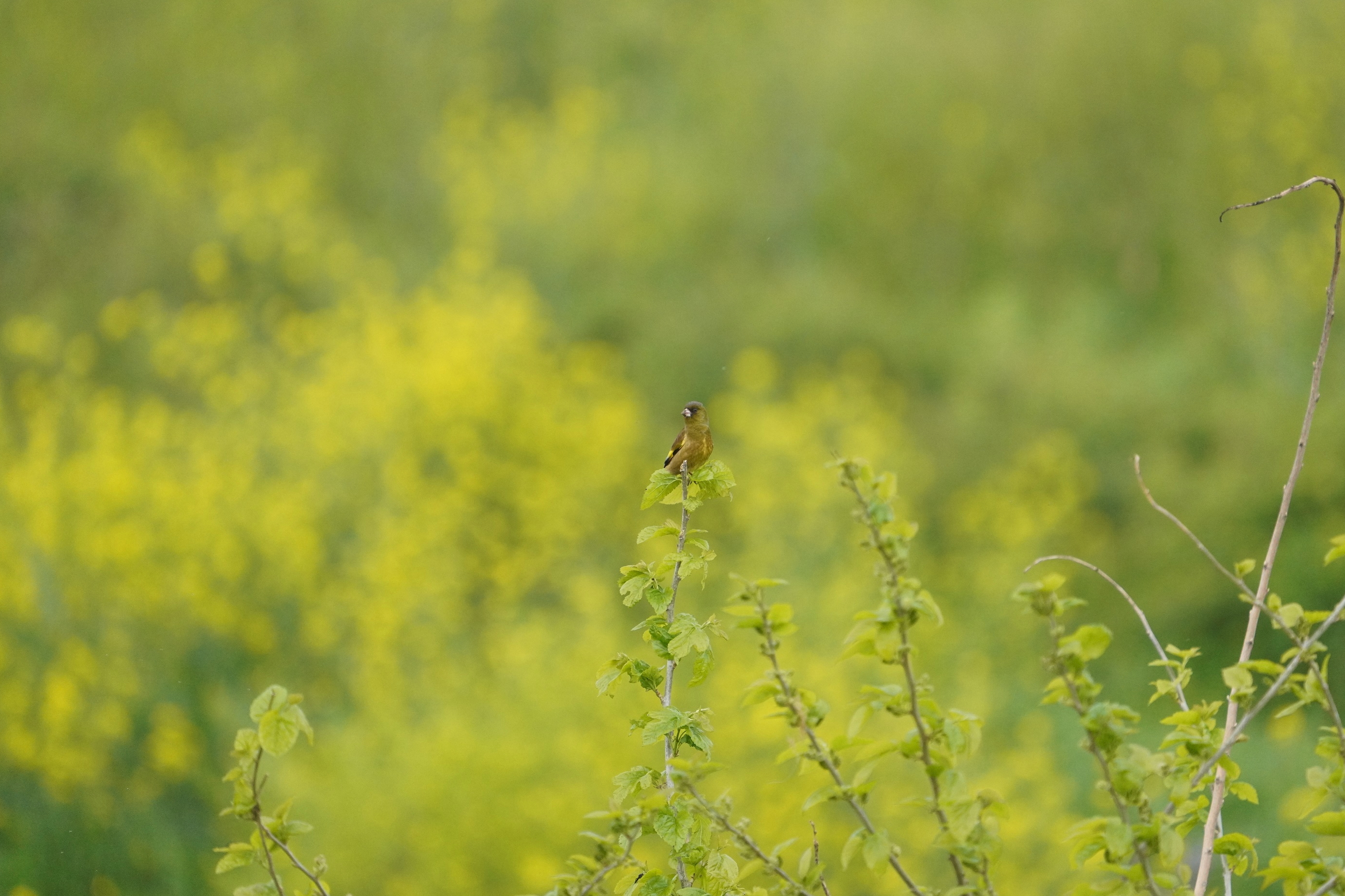 Jq,Oriental Greenfinch