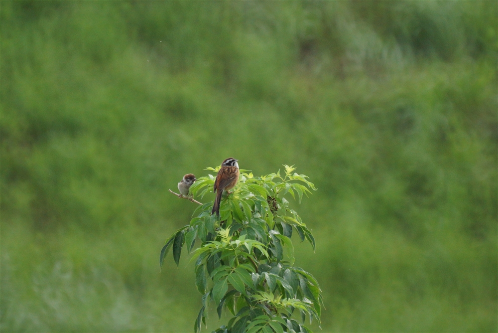 Siberian Meadow Bunting