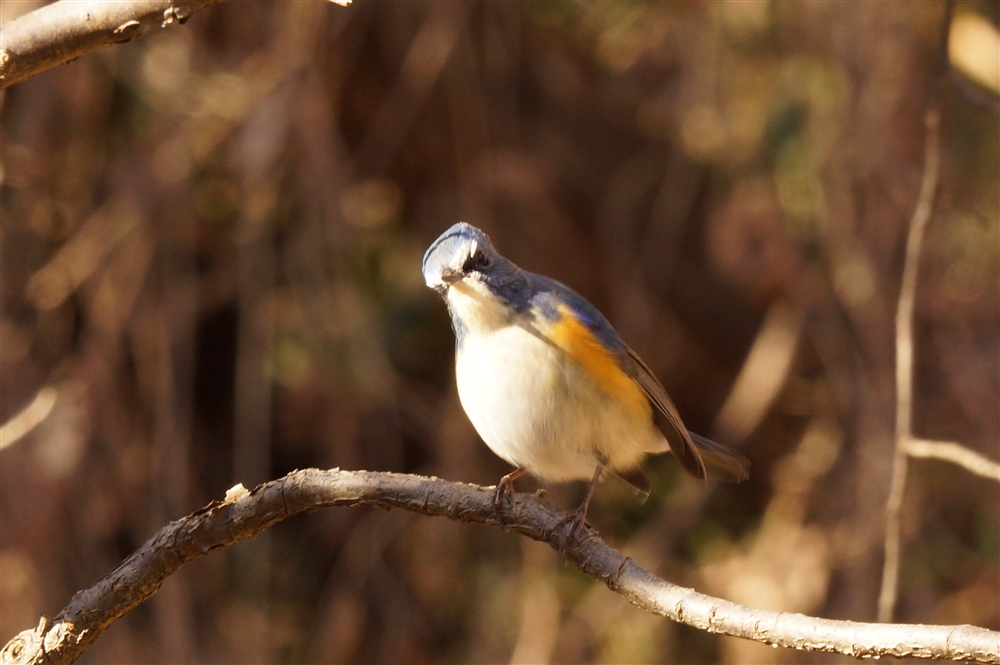 Red-flanked Bush Robin