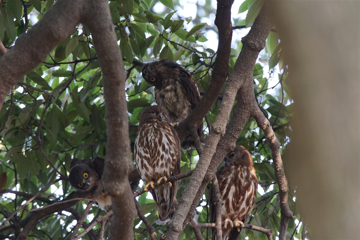 Ural Owl