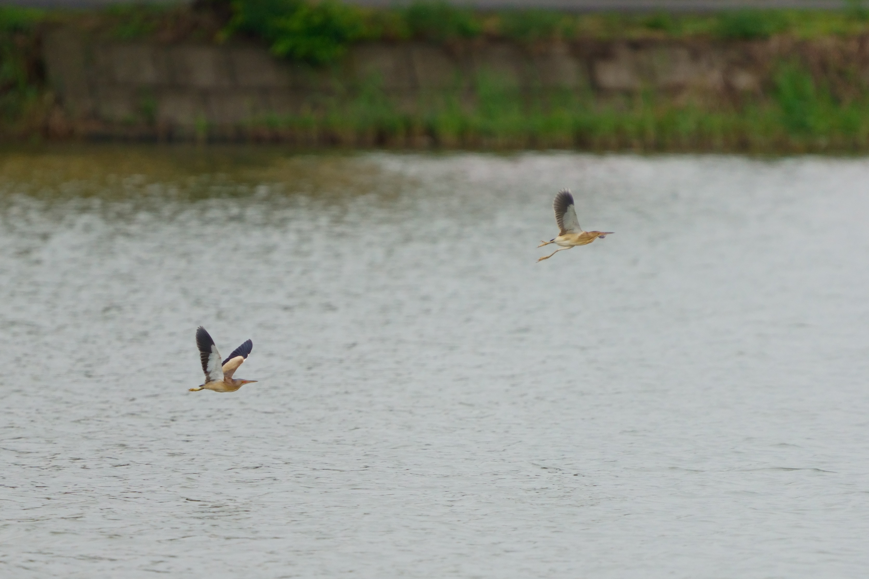 VSC,Yellow Bittern