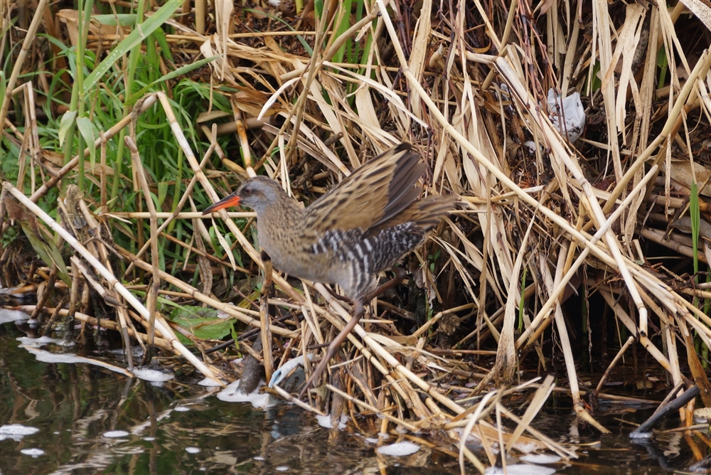 Water Rail