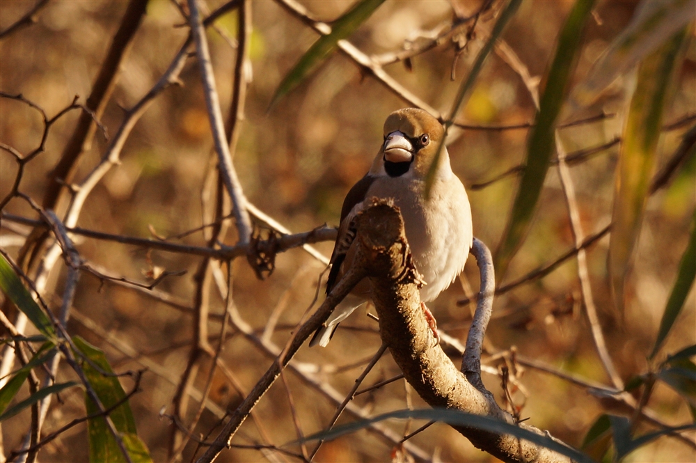 haw-finch