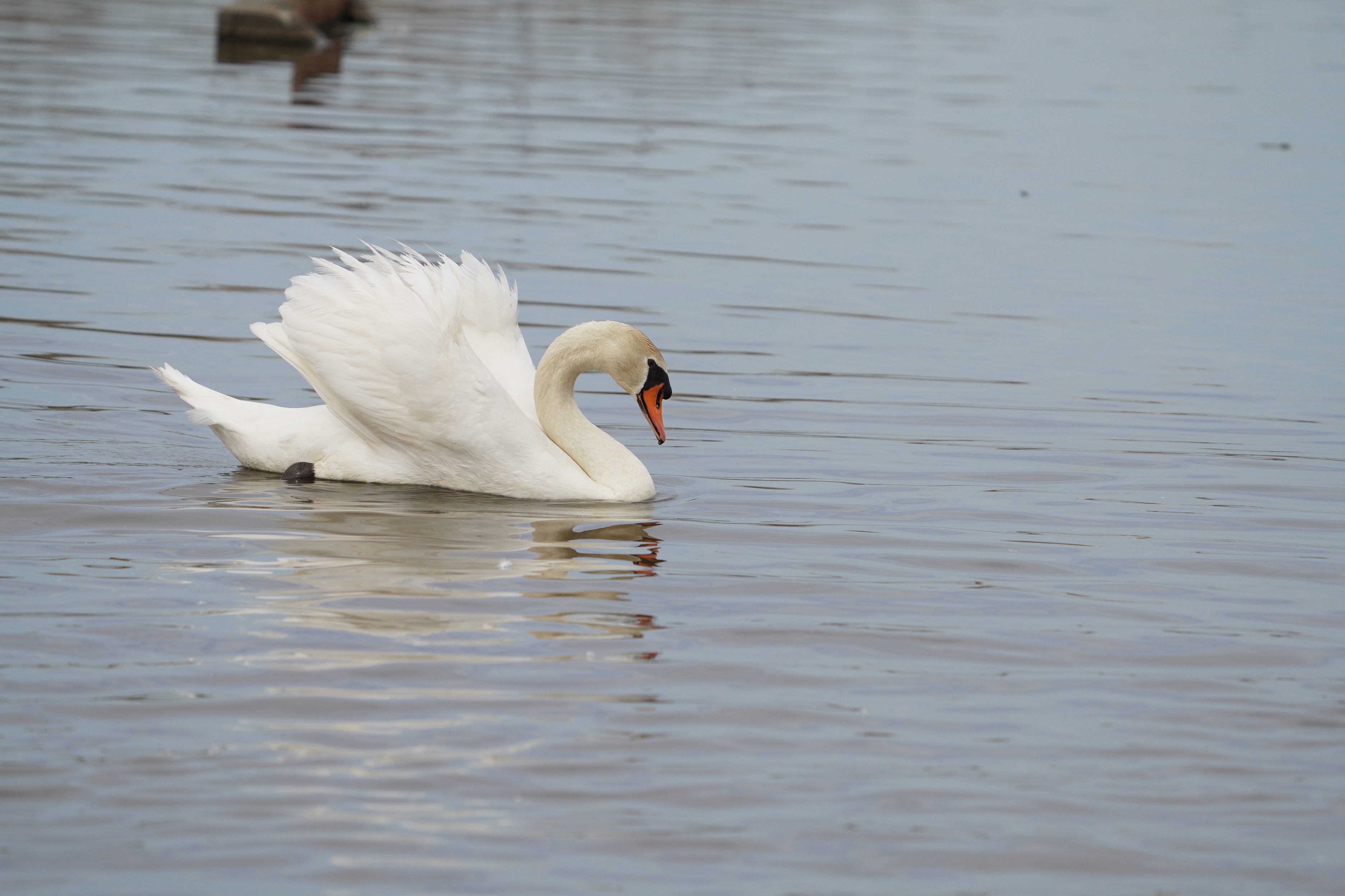 RunN`E,Mute Swan