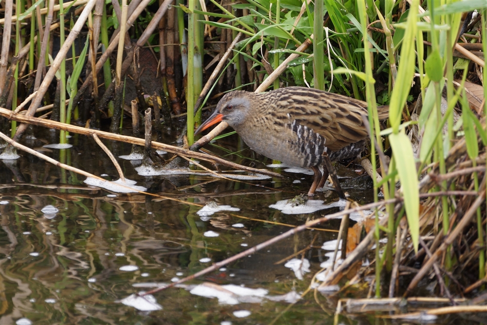 Water Rail