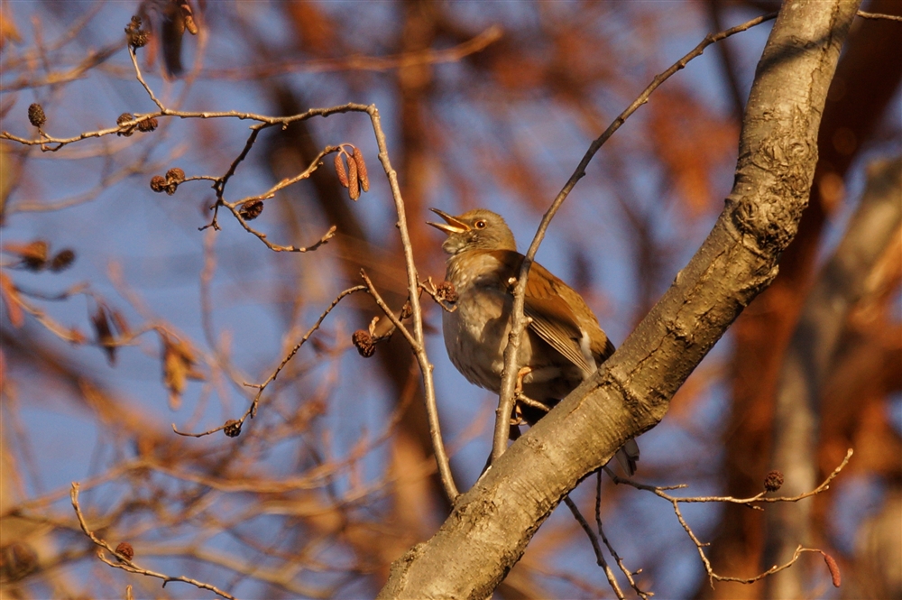 Pale Thrush