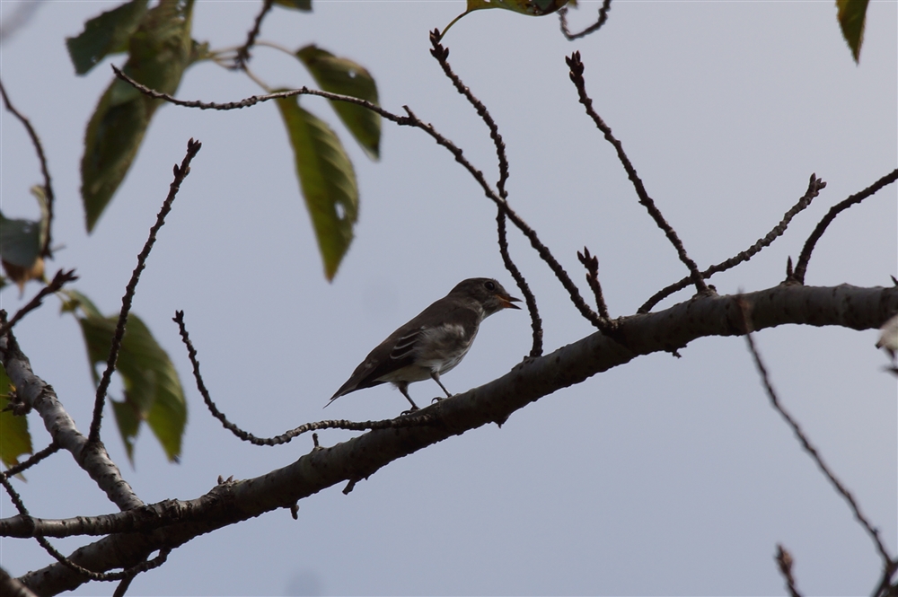 Grey-spotted Flycatcher