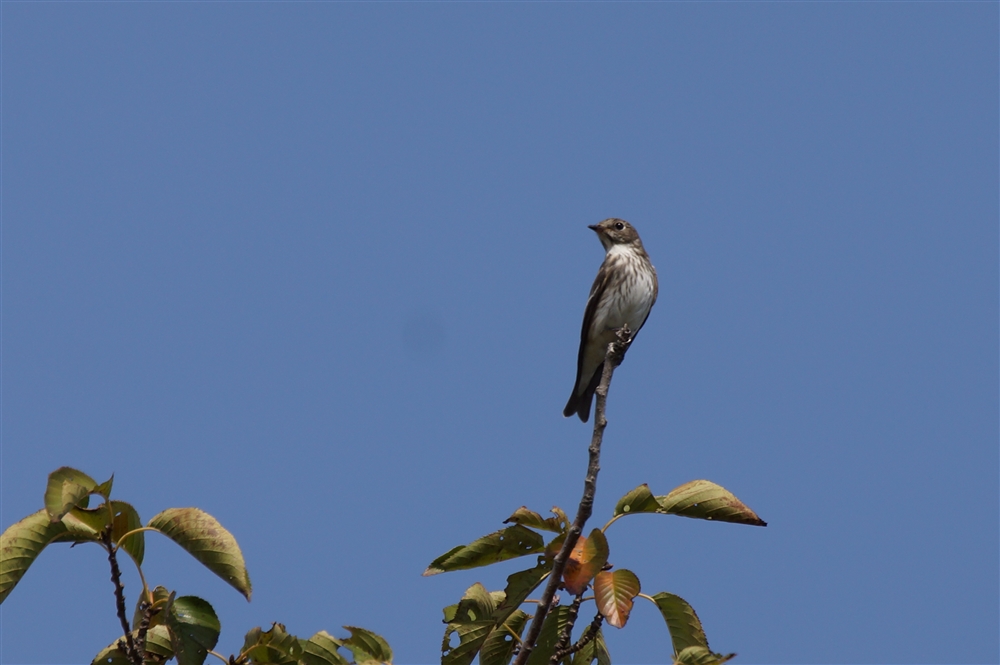 Grey-spotted Flycatcher