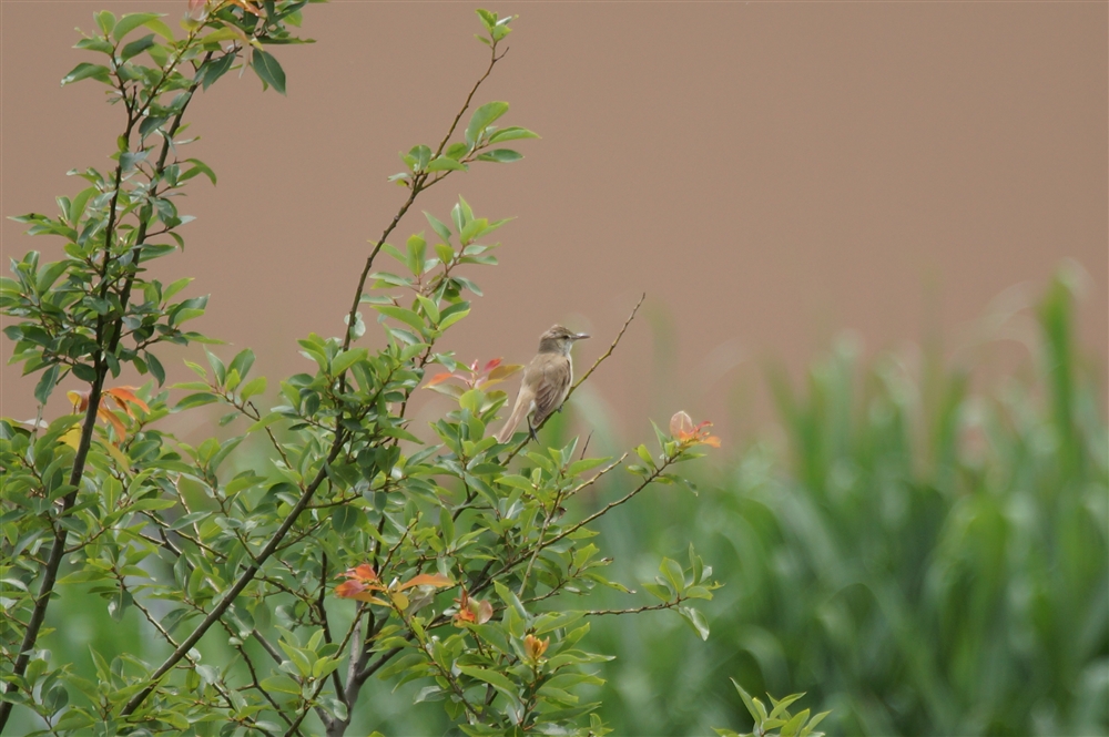 Oriental Great Reed Warbler