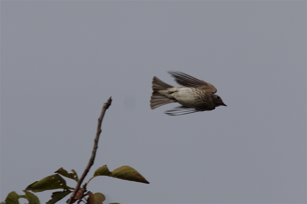 Grey-spotted Flycatcher