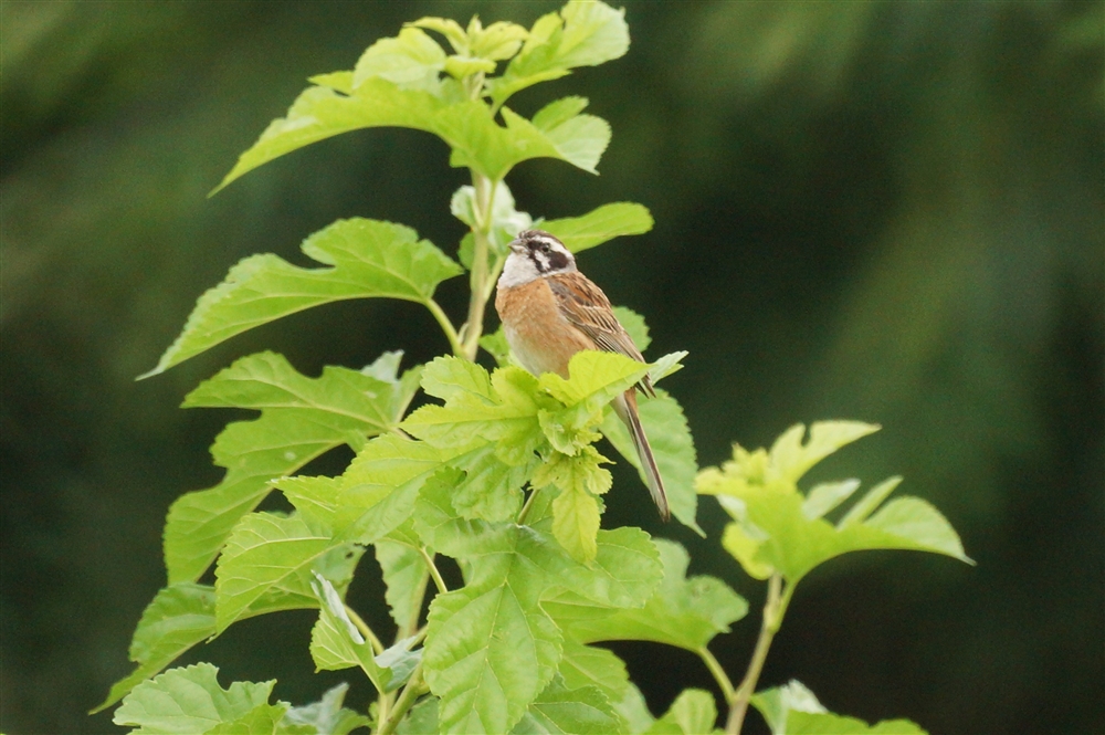 Siberian Meadow Bunting