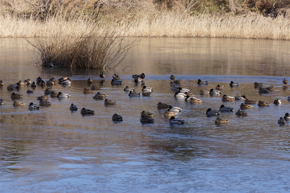 Mallard