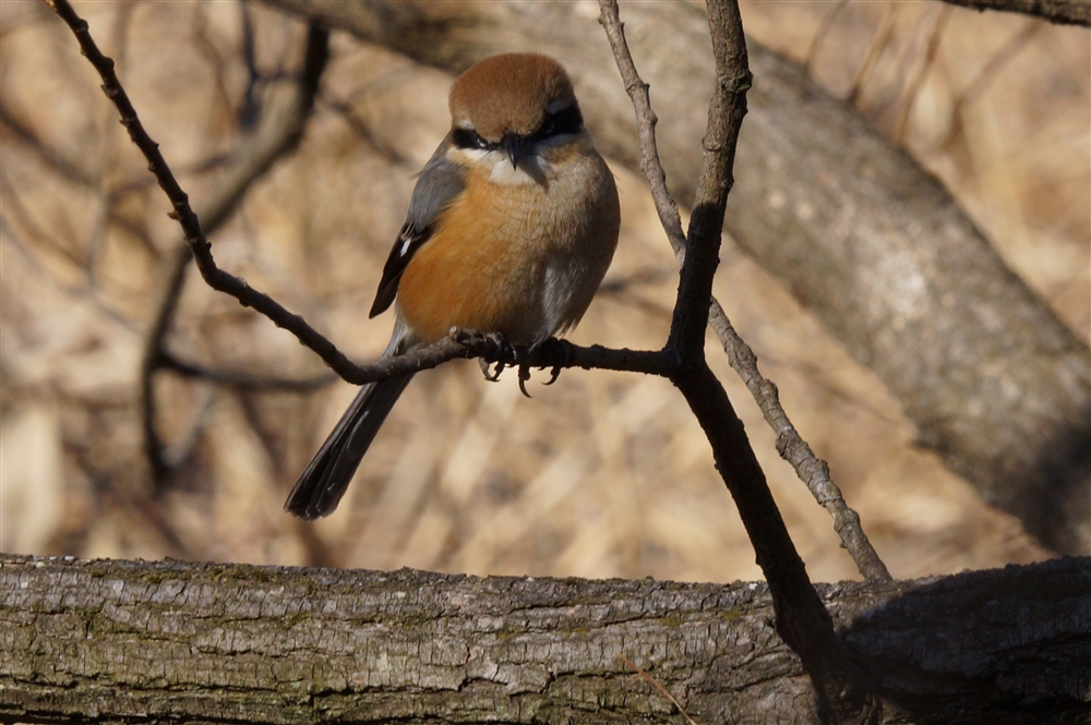 Bull-headed Shrike