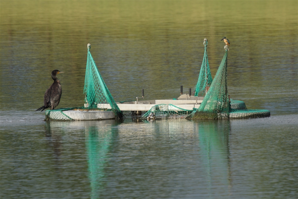 Common Kingfisher