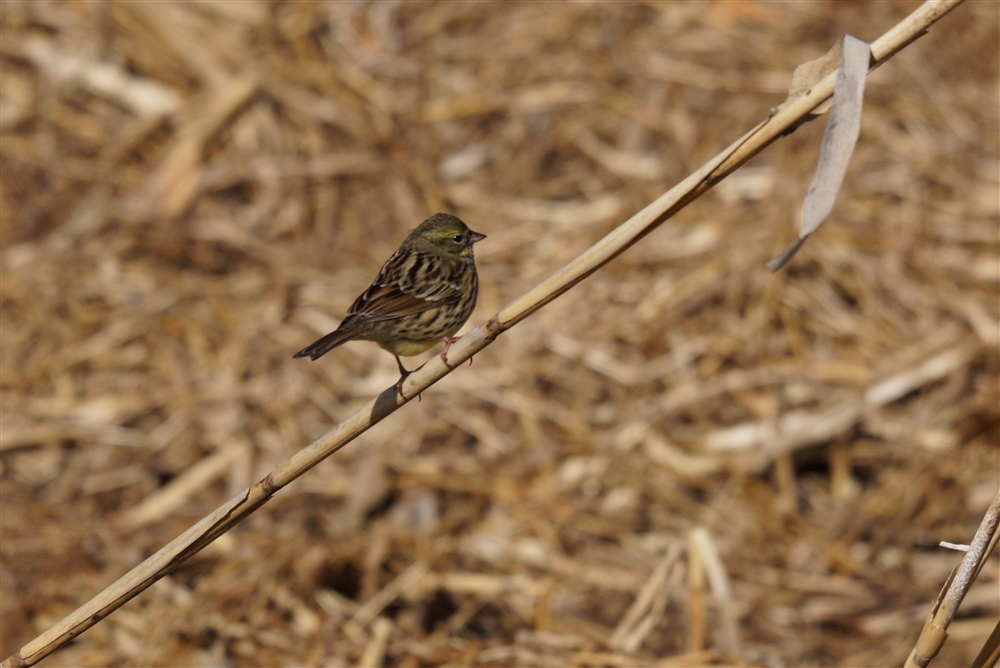 black-faced bunting