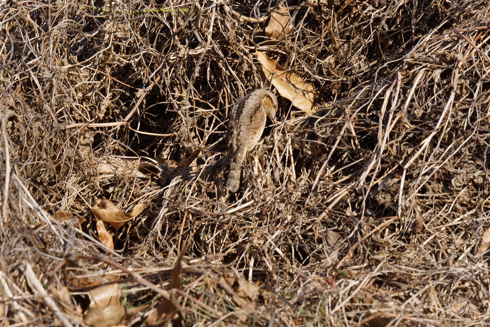 Wryneck