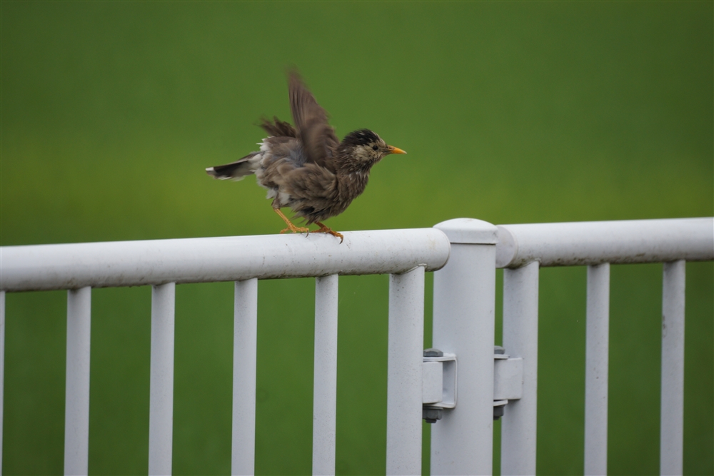 Grey Starling