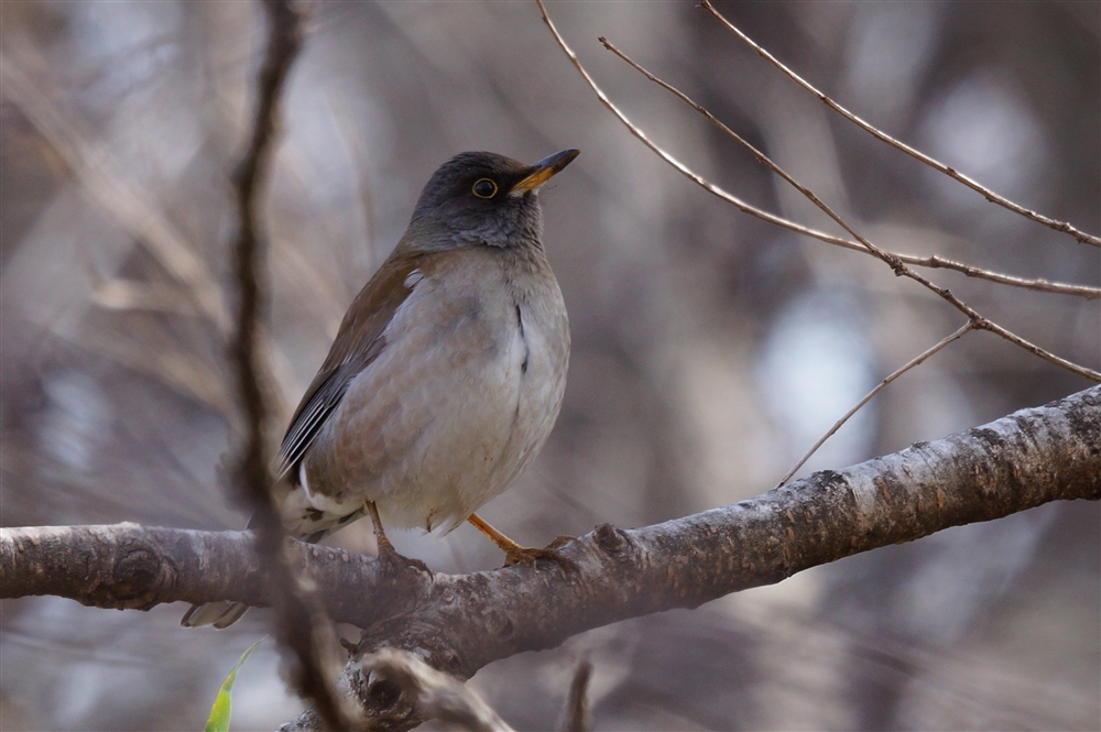 Pale Thrush