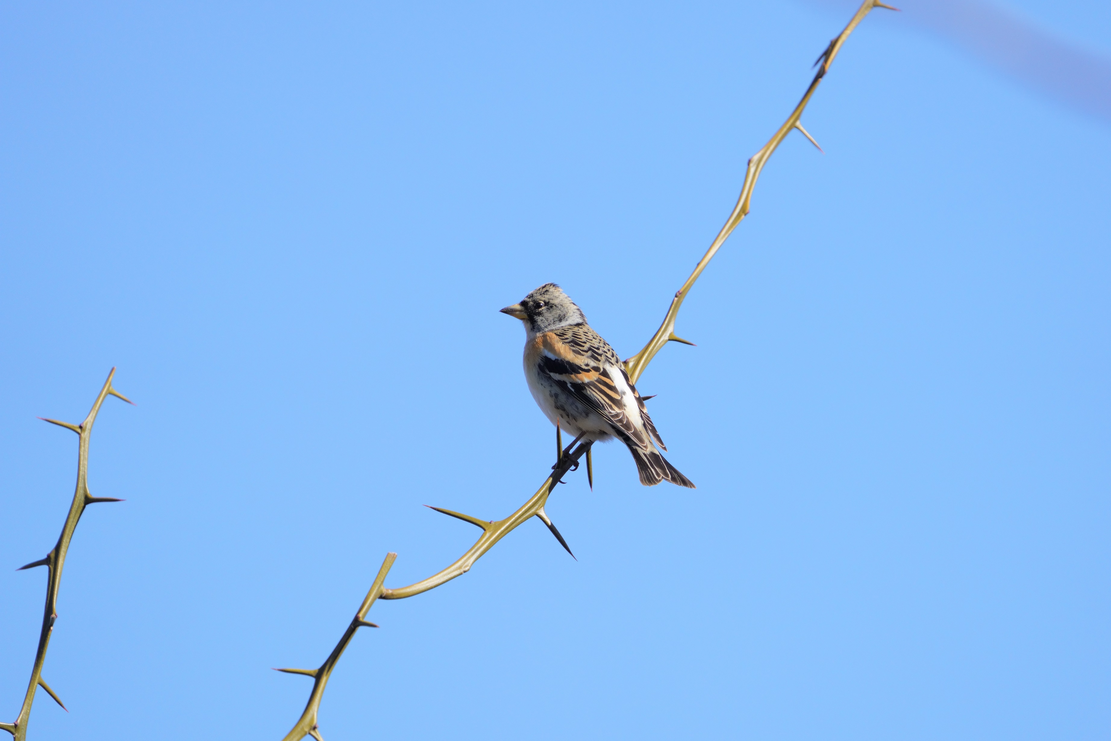 Ag,Brambling