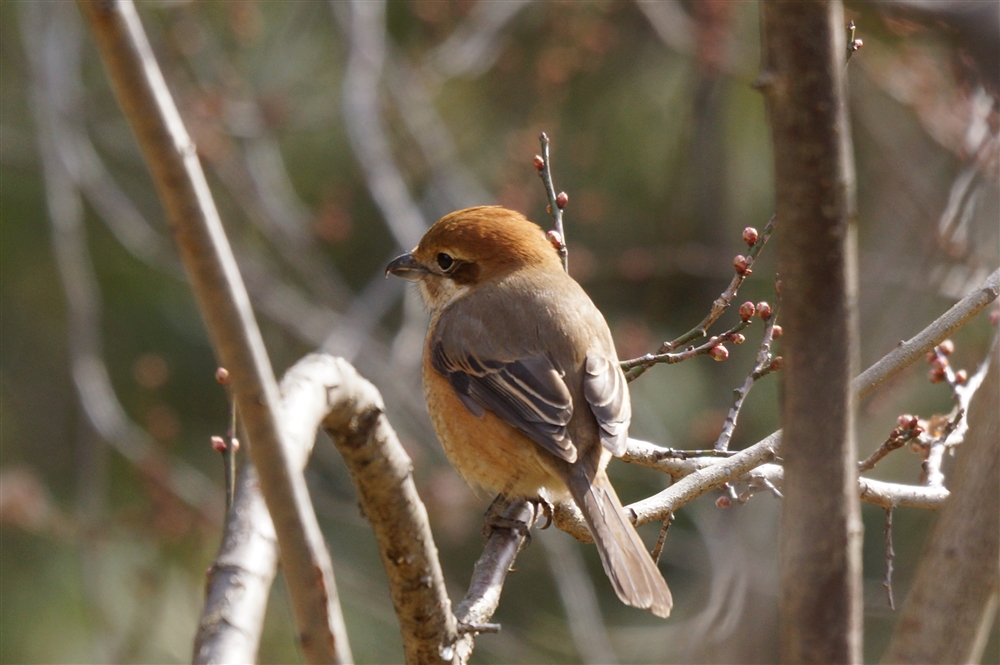 Bull-headed Shrike