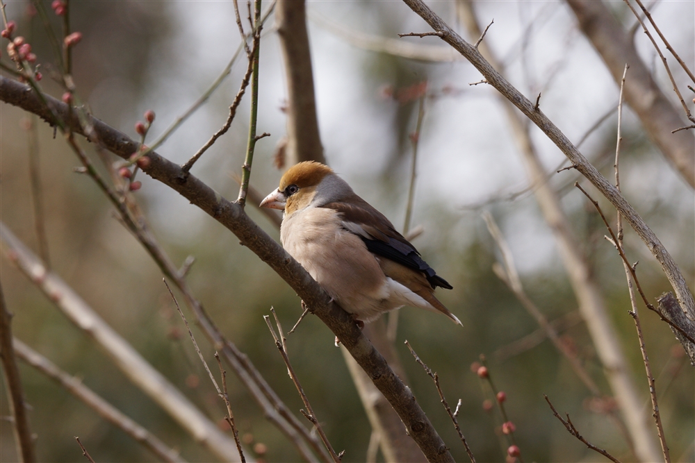 haw-finch